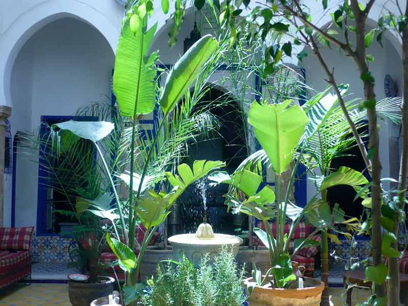Riad Safi